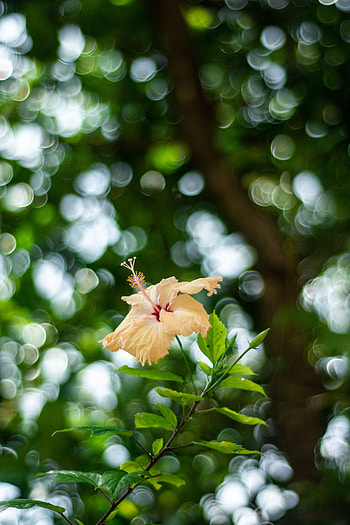Flowers, Flower, Plant, Blur, Smooth, Bloom, Flowering, Bokeh, Boquet, Hibiscus HD phone wallpaper