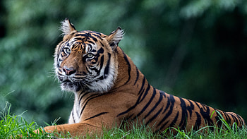 Tiger Is Lying Down On Grass In Blur Green Bokeh Background Tiger HD wallpaper