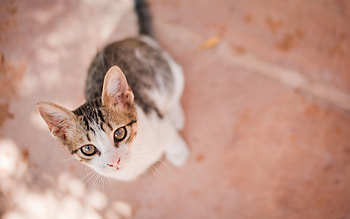 Animals, View From Above, Kitty, Kitten, Sight, Opinion HD wallpaper