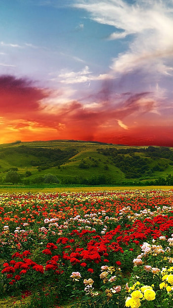 flower garden, nature, flower HD phone wallpaper