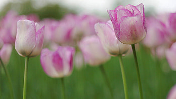 Flowers, Macro, Bud, Tulip, Stem, Stalk HD wallpaper
