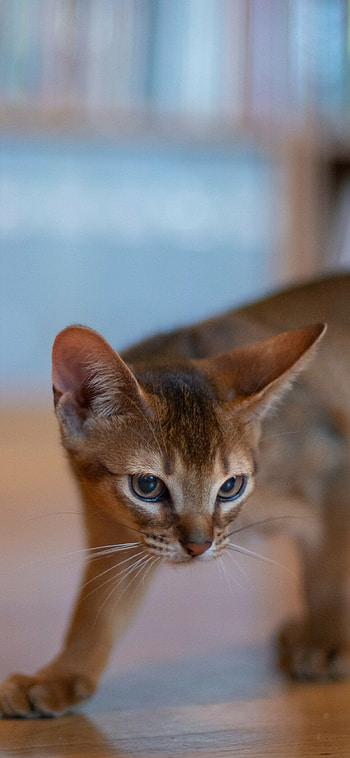 Abyssinian, Animal cat, Graceful beauty, Majestic feline HD phone wallpaper