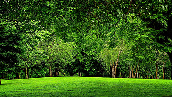Green Forest Background HD wallpaper