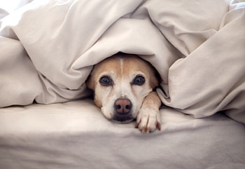 ✿⊱•╮Dog ╭•⊰✿, dog, animal, dogs, animals HD wallpaper