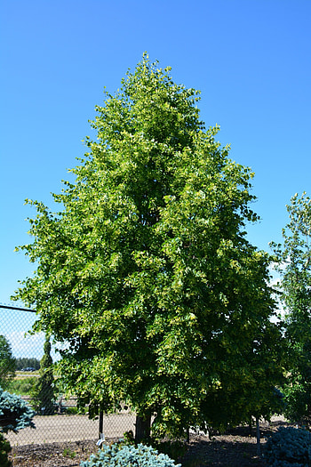 Linden Tree, dropmore linden, kiwi nurseries, Nature HD phone wallpaper
