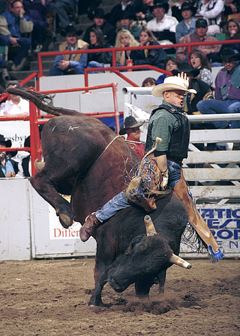 Willie Church, Bullriding HD phone wallpaper