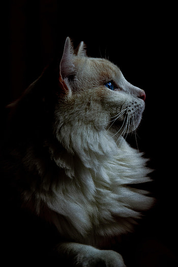 Animals, Dark, Cat, Fluffy, Pet HD phone wallpaper