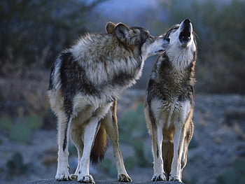 Animals, Wolfs HD wallpaper