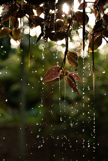 Water, Leaves, Drops, Macro, Branch HD phone wallpaper
