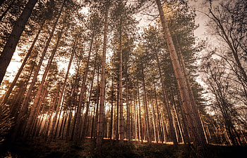 Forest, nature, land, tree HD wallpaper