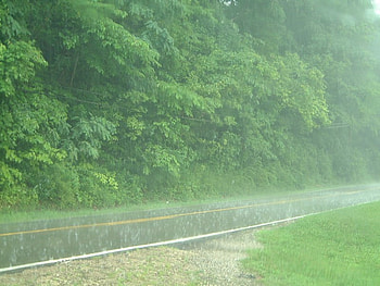 Raining in the Street, nature, rain, forest, foggy HD wallpaper