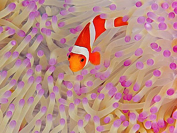 Cute Fish, cute, fish, beautiful HD wallpaper