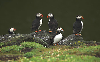Puffins, birds, moss, animals, rocks HD wallpaper
