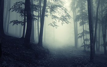 Dark Forest | Path Through A Dark Forest | HD wallpaper