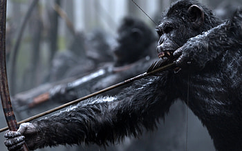 Planet of the Apes, War film, Top , Backgrounds HD wallpaper