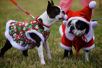 *** Happy Holidays ***, dog, animal, dogs, animals HD wallpaper