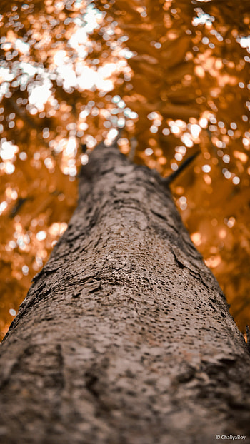 Tree , Android bliss, Mobile , Natural beauty HD phone wallpaper
