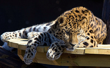 Animals, Leopard, To Lie Down, Lie, Dog, Muzzle, Table, Hunting, Hunt, Attention HD wallpaper
