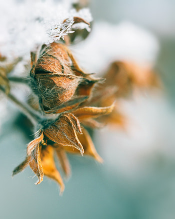 Plant, Macro, Petals, Bud, Dry, Hairs HD phone wallpaper
