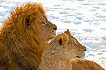 Lion Couple, couple, cool, lion HD wallpaper