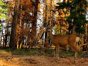 Autumn Deer, e minunat, totul, toamna, vine HD wallpaper
