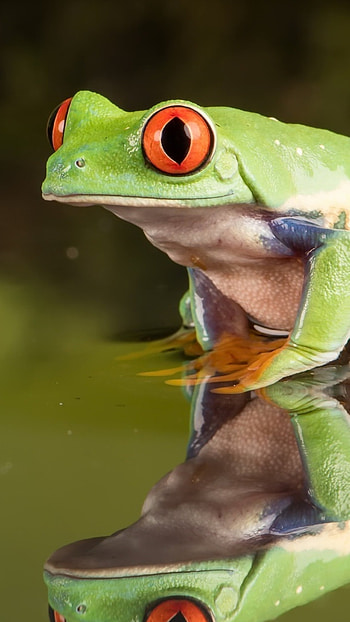 Red Eyed Tree Frog, Sony Xperia X, Premium , Nature's wonder HD phone wallpaper