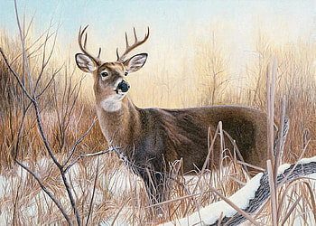 Lonely Deer, animal, winter, deer, snow HD wallpaper
