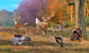Autumn calls the Animals, Autumn, deer, Fall, turkrys, trees, nature HD wallpaper