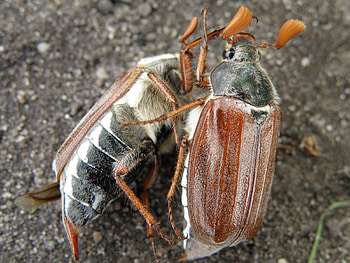 Insects, Bugs HD wallpaper