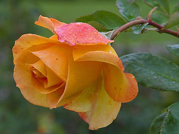 Rose, cvet, zuta, yellow, flower HD wallpaper