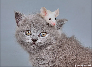 Cat and Mouse, kitten, sweet, white, furrball, kitty, cute, cat, head, fluffy, mouse, adorable HD wallpaper