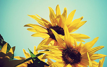 Sunflowers, nature, flowers, yellow HD wallpaper