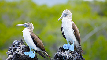 Ecuador reisen, Kleines land, Ganz gro au0026e erlebnisreisen, Booby HD wallpaper