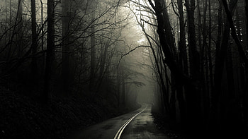 Spooky Forest | Backgrounds HD wallpaper