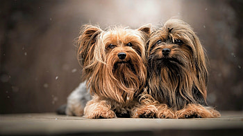 Couple, Yorkshire Terrier HD wallpaper