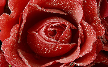 Plants, Flowers HD wallpaper