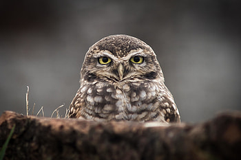 Owl bird, gaze, predator HD wallpaper