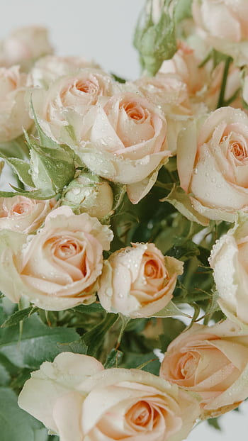 Close-up of fresh peach roses with delicate dew drops, showcasing natural beauty. HD phone wallpaper