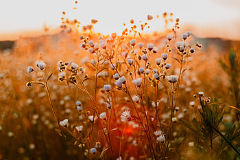 Sunrise, plants, meadow, bloom, plants HD wallpaper