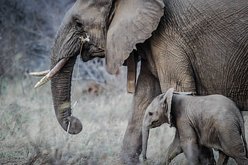 Animals, Elephants, Young, Stroll, Joey, Trunk, Tusks HD wallpaper