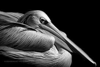 Pelican, animal, white, black, duck HD wallpaper