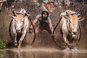 Pacu jawi race in Indonesia, graphy, people HD wallpaper