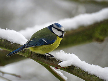 Eurasian Blue Tit, eurasian-blue-tit, birds HD wallpaper