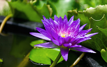 Waterlily, purple, nature, flower HD wallpaper