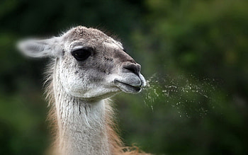 Animals, Nature, Background, Llama, Lama HD wallpaper