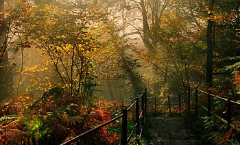 Forest, trees, nature, plants HD wallpaper