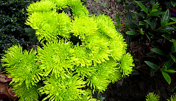 Green Chrysanthemum, chrysanthemum, flowers, special, green HD wallpaper