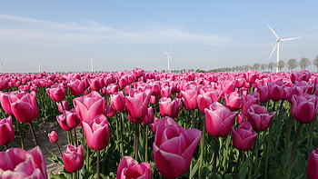 Farm, flowers, pink tulips HD wallpaper