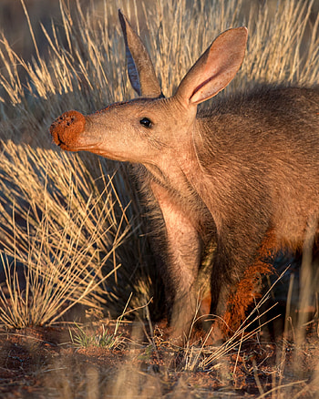 Aardvark, Rare creature, Getting to know, Curiosity HD phone wallpaper
