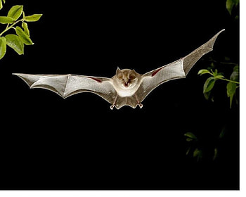 Bat, night, wings, sonar, flies HD wallpaper